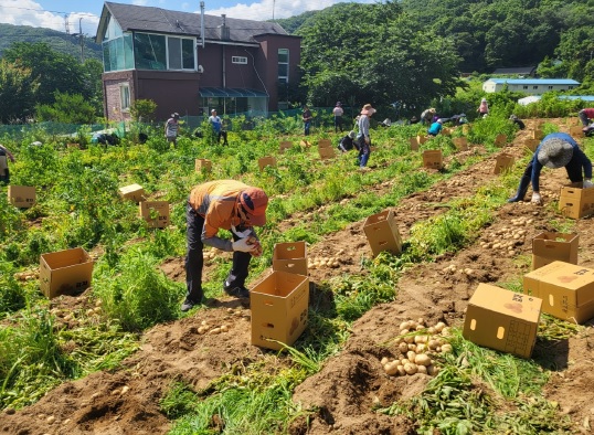 동천동 통장협의회, 어려운 이웃 돕기 위한 감자 수확