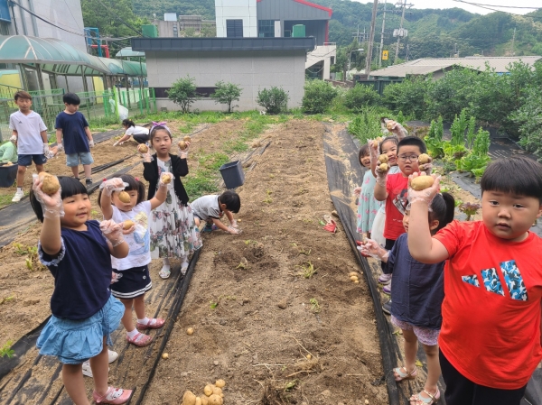 용인 운학초, 학교 텃밭에서 감자를 캐며 직접 체험하는 생태교육 운영